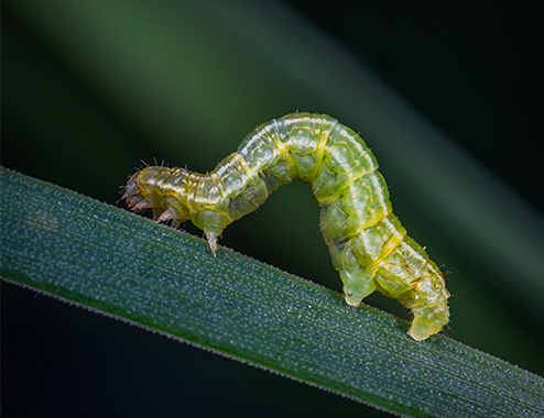 植食者の唾液中に共生する微生物が 被食者である植物の防御応答を調節 植物と害虫の多様な相互作用メカニズムの一端が明らかに 東京理科大学