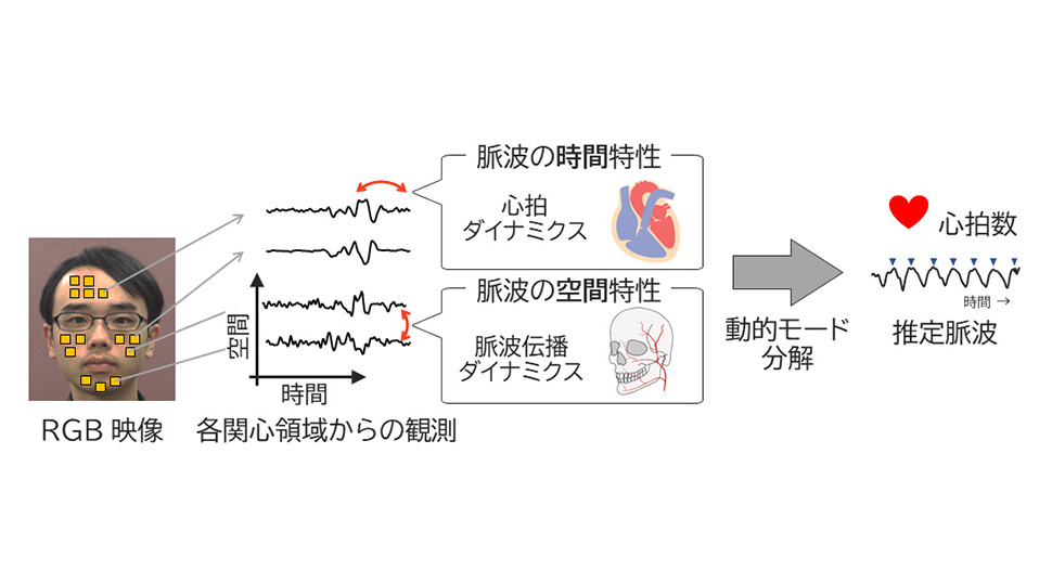 顔の映像から非接触・高精度で心拍数を推定する手法を開発～環境光変動