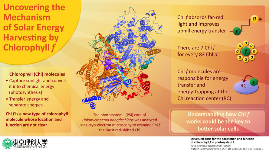  New study on a recently discovered chlorophyll molecule could be key to better solar cells