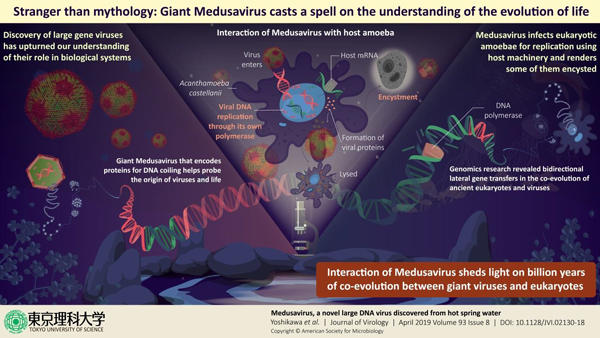 New giant virus may help scientists better understand the emergence of complex life―