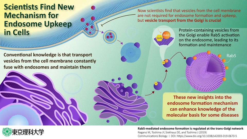 Scientists discover how the molecule-sorting station in our cells is formed and maintained