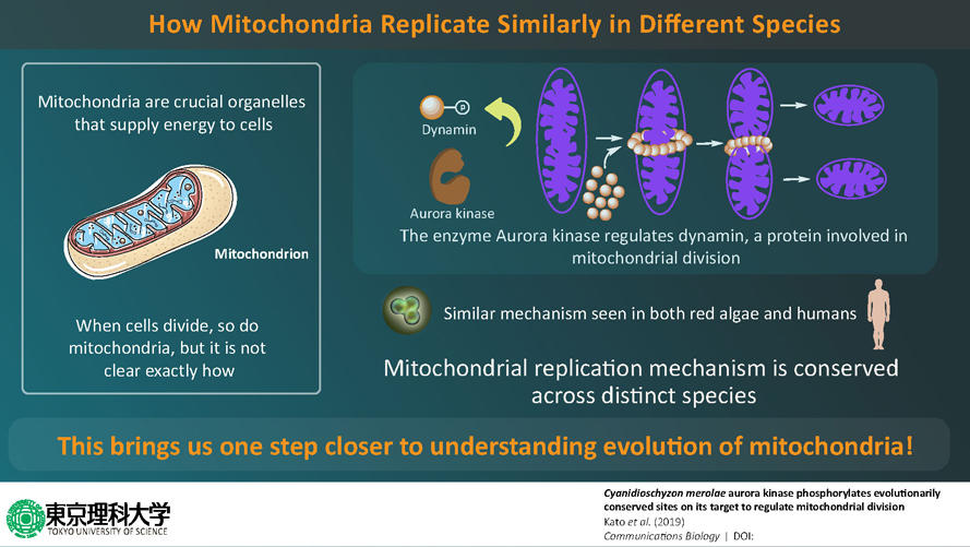 A step closer to understanding evolution―Mitochondrial division conserved across species