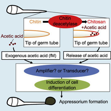 How the rice blast fungus 