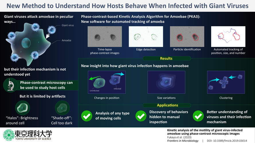 New image analysis method for time-lapse microscopy shows how giant viruses infect amoeba 