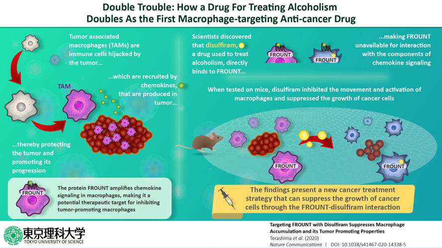 ouble trouble: A drug for alcoholism can also treat cancer by targeting macrophages