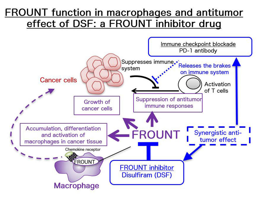 Double trouble: A drug for alcoholism can also treat cancer by targeting macrophages