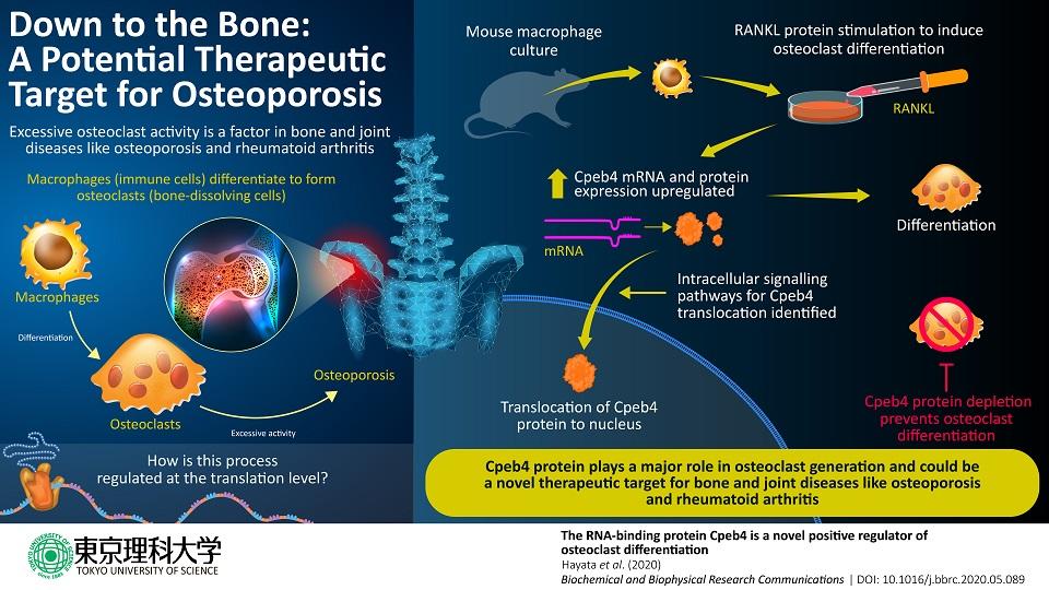 Down to the Bone: Understanding How Bone-Dissolving Cells Are Generated 