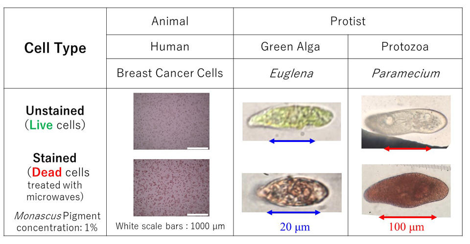 Lending Color to Dead Cells--A Novel Natural Dye for Screening Cell Viability 