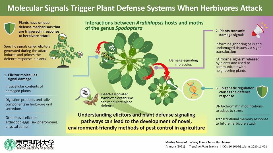 Perceiving Predators: Understanding How Plants 