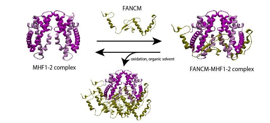 Elusive Protein Complex Could Hold the Key to Treating Chromosomal Disorders 