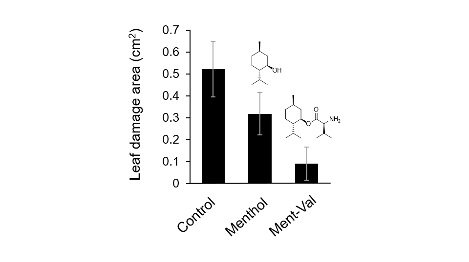 A Minty-Fresh Solution: Using a Menthol-Like Compound to Activate Plant Immune Mechanisms