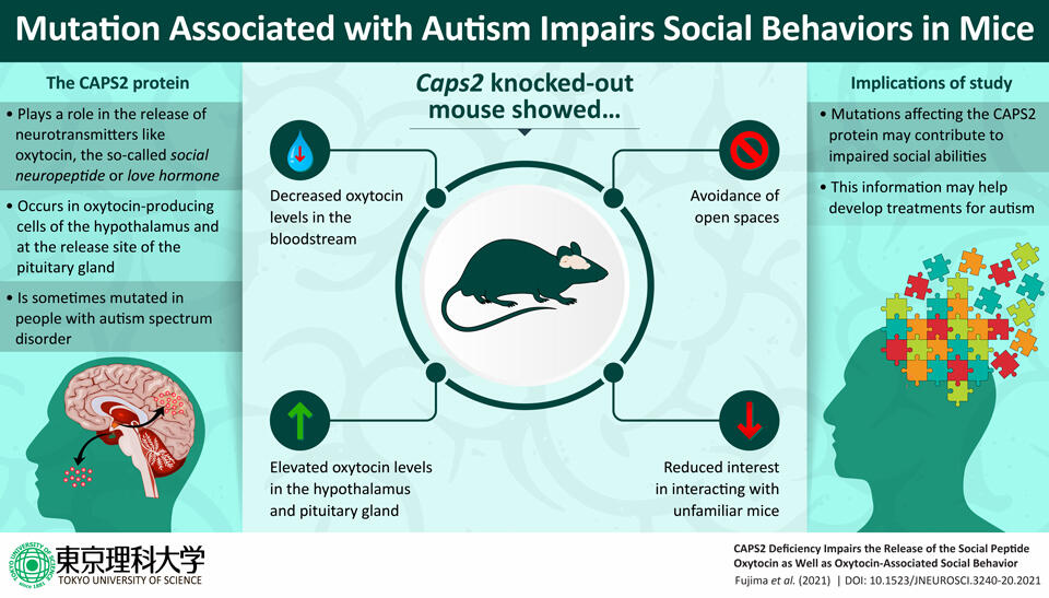 Of Mice and Men: Mutation Linked to Autism Impairs Oxytocin-Mediated Social Behavior 