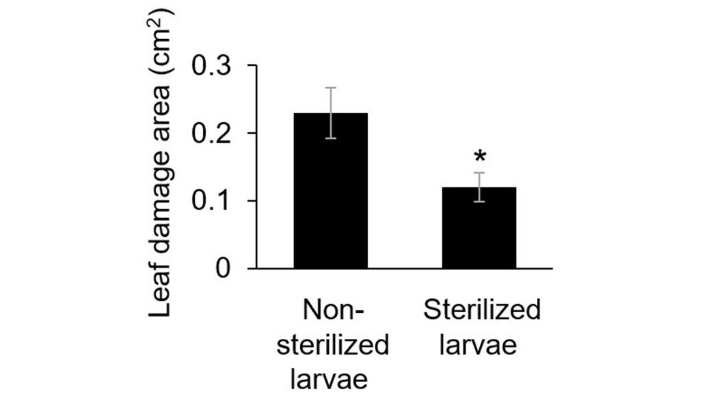 Partners in Crime: Agricultural Pest that Relies on Bacteria to Overcome Plant Defenses