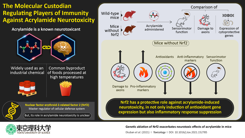 Nrf2: The Custodian Regulating Oxidative Stress and Immunity Against Acrylamide Toxicity