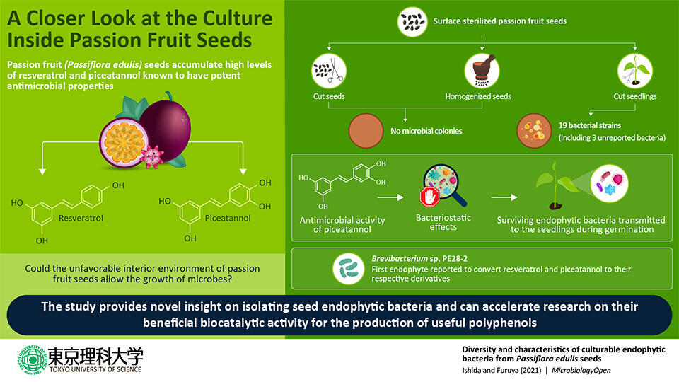 Hidden in the Seeds: Bacteria Found to Survive the Harsh Interior of Passion Fruit Seeds