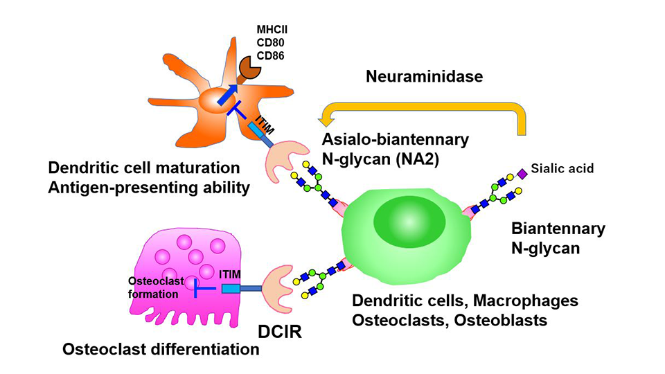 Immune Cell Receptor and Ligand Regulation: A Therapeutic Avenue for Inflammatory Diseases