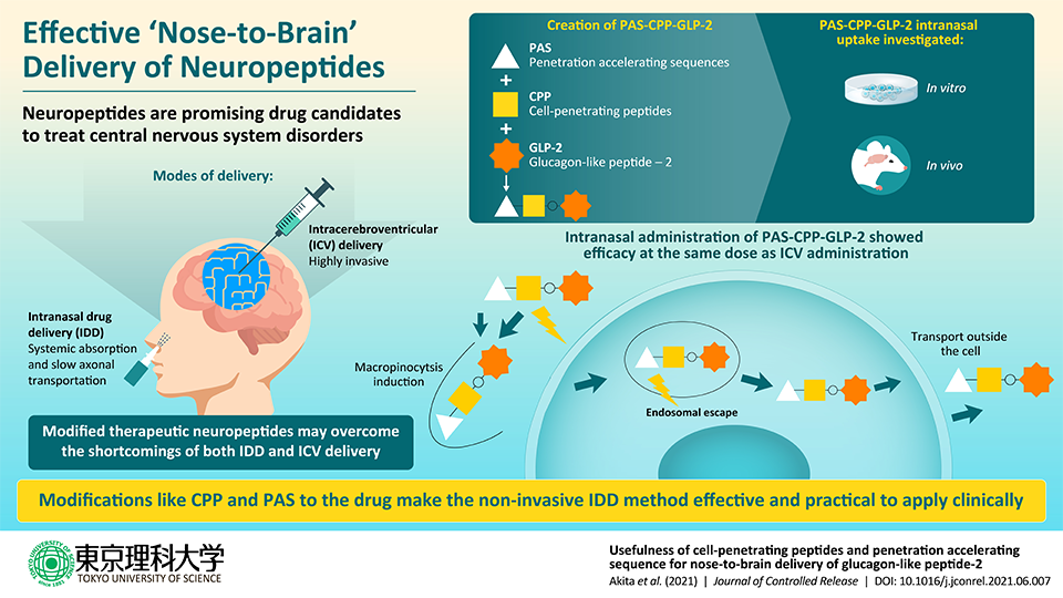 On the Nose: Scientists Optimize Intranasal Anti-Depressant Drug Delivery to the Brain