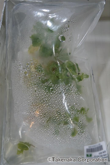 The world's first plastic culture bag technology demonstration experiment performed at the ISS's Japanese Experiment Module "Kibo"