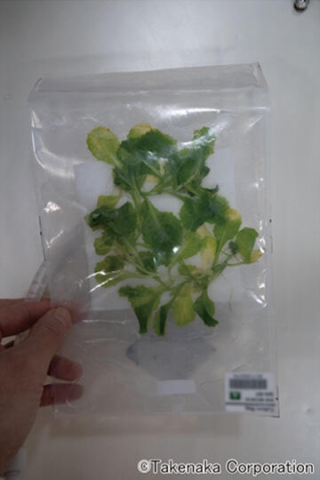 The world's first plastic culture bag technology demonstration experiment performed at the ISS's Japanese Experiment Module "Kibo"