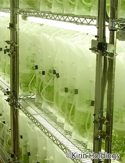 The world's first plastic culture bag technology demonstration experiment performed at the ISS's Japanese Experiment Module "Kibo"