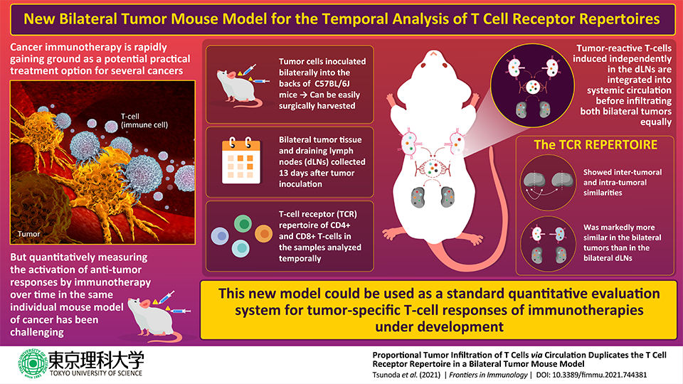 Scientists Demonstrate Utility of Bilateral Tumor Model for Evaluating Anti-Cancer T-cell Responses