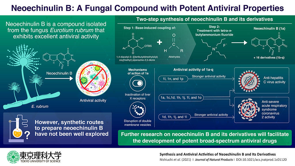 Novel Synthetic Process for the Core Structure of the Fungal Antiviral Agent Neoechinulin B and Its Derivatives