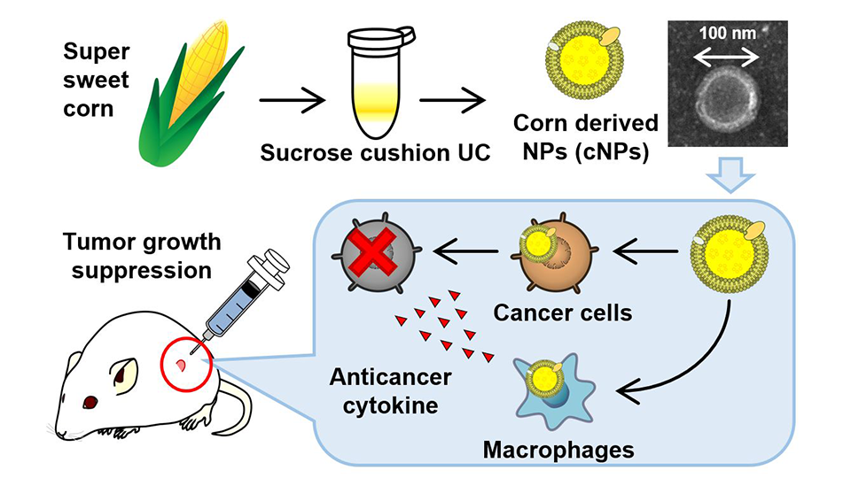 "Amazing" Nanoparticles from Maize: A Potent and Economical Anti-Cancer Therapeutic