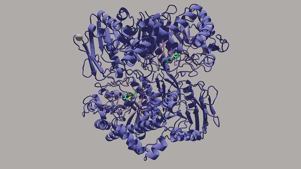 Novel Enzyme Catalyzing the Formation of Glycosidic Bonds in Complex Sugar Moieties Characterized   