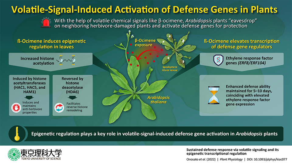 "Scents" of Alarm: Volatile Chemical Signals from Damaged Plants Warn Neighbors about Herbivore Attacks