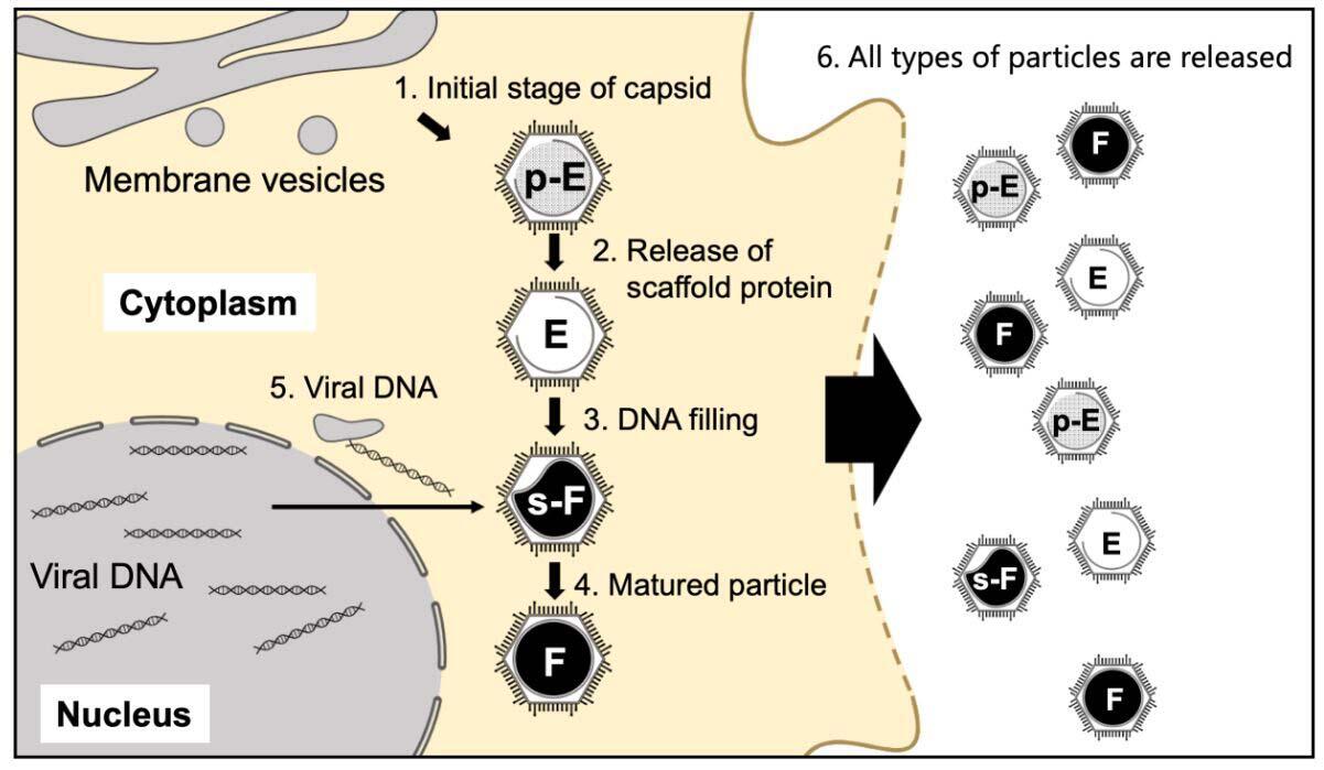 How Giant Viruses Mature: New Evidence from the Medusavirus Sheds Light