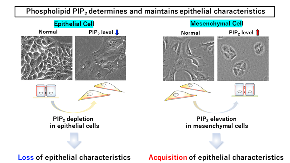 Getting Sticky with It: Phospholipid Found to Play a Key Role in Epithelial Cell Adhesion