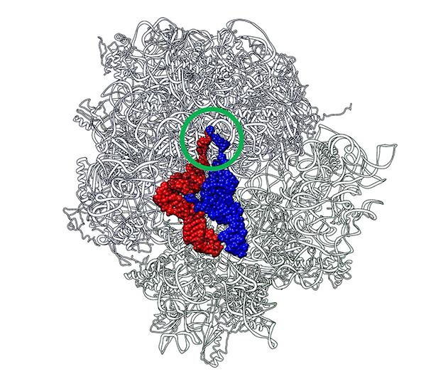 Bonds From the Past: A Journey Through the History of Protein Synthesis