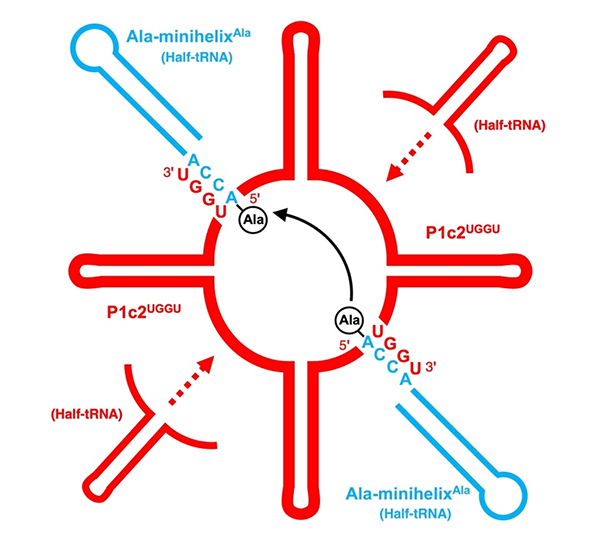 Bonds From the Past: A Journey Through the History of Protein Synthesis