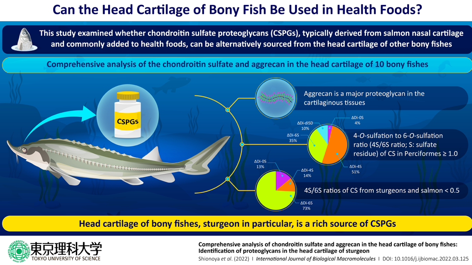 Fishing For New Source of Proteoglycans, An Important Health Food Ingredient