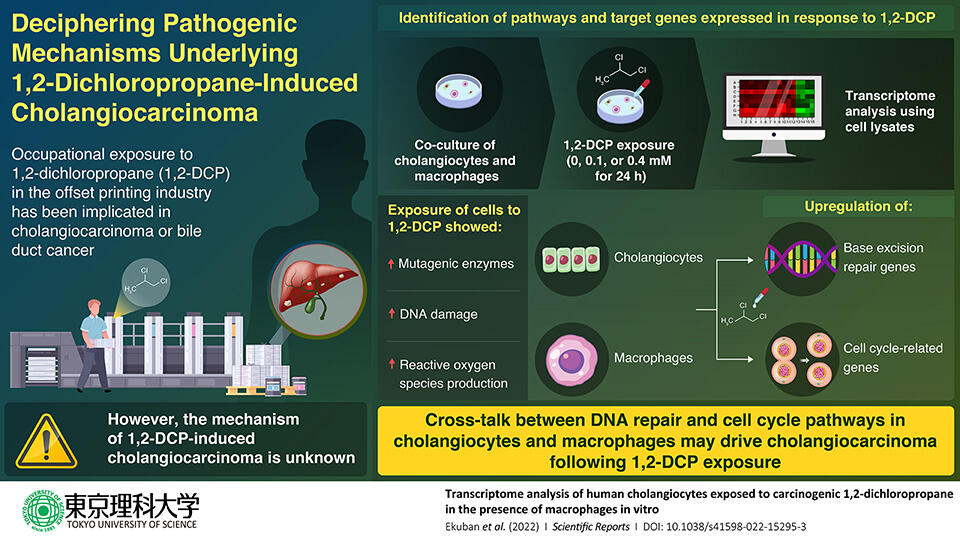 In Fine Print: Study Sheds Light on Mechanisms Driving 1,2-Dichloropropane-Induced Cancer in the Printing Industry