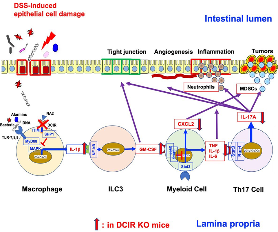 Scientists Uncover New Therapeutic Target for Treating Colorectal Tumors