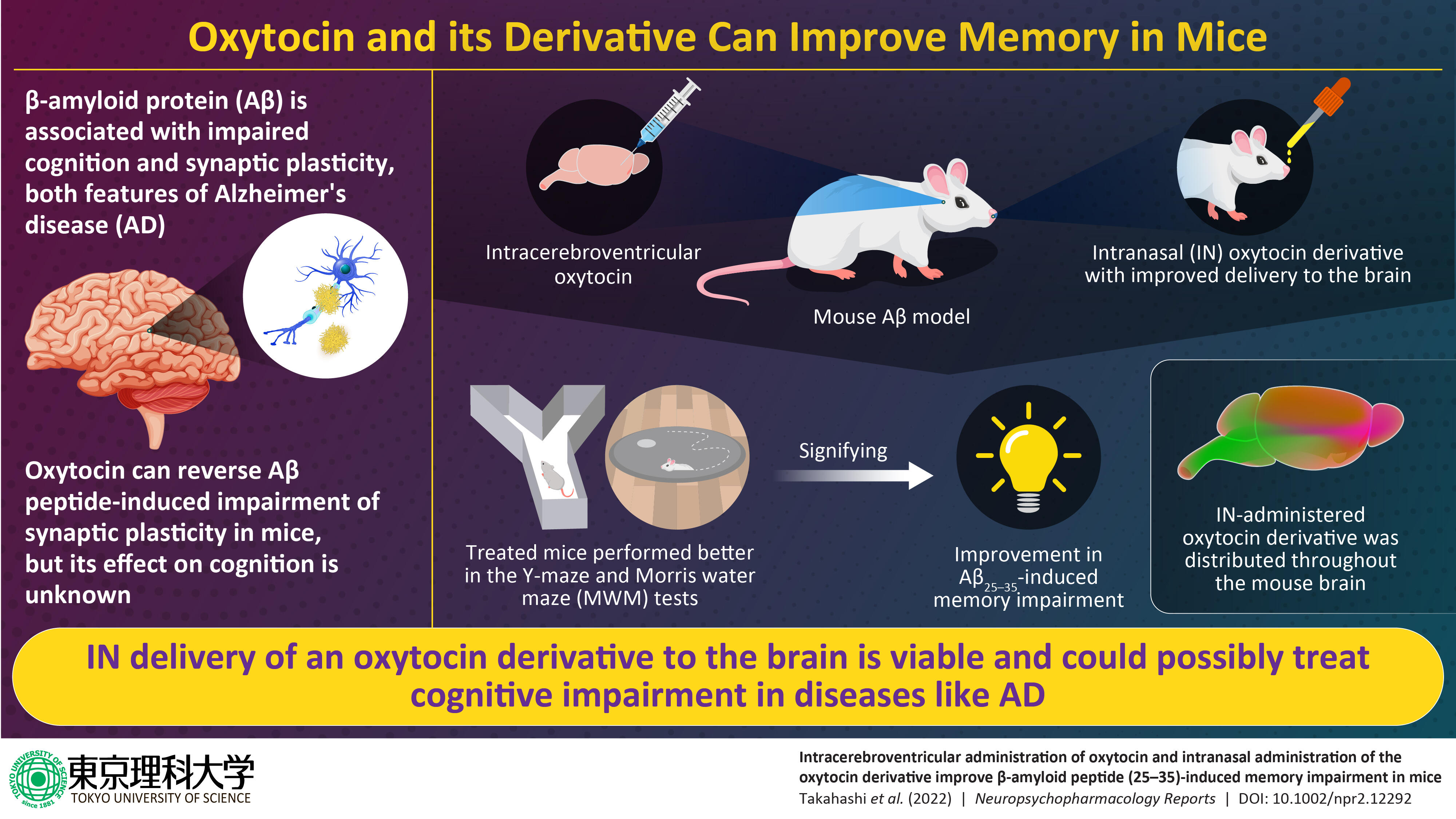 Novel Derivative of "Love Hormone" Oxytocin Improves Cognitive Impairment in Alzheimer's