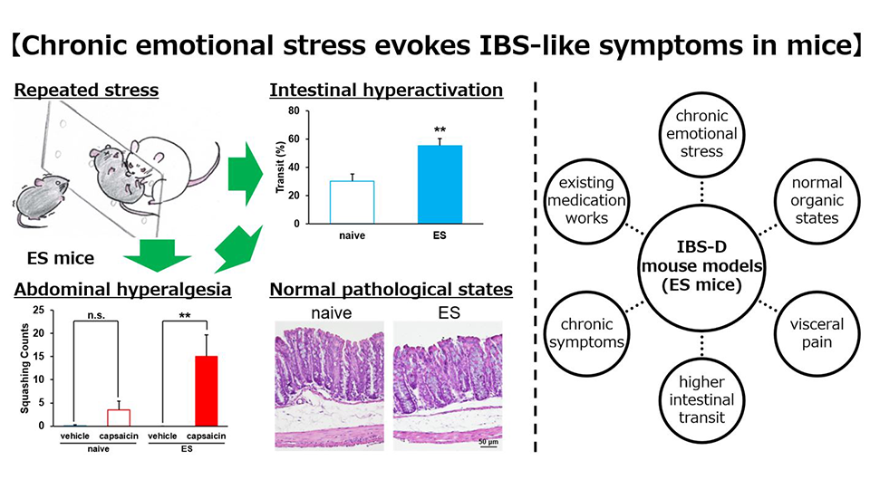 Repeated Psychological Stress is Linked with Irritable Bowel Syndrome-like Symptoms