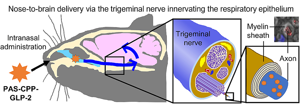 The Nose-Brain Pathway: Exploring the Role of Trigeminal Nerves in Delivering Intranasally Administered Antidepressant