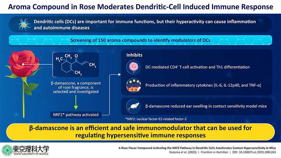 β-damascone: Aroma Component of Rose Fragrance as a Novel Immunomodulator