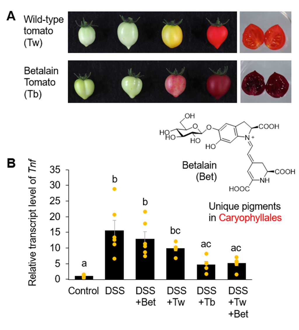 Arming Vegetables with Anti-Inflammatory Properties Using Plant Pigments