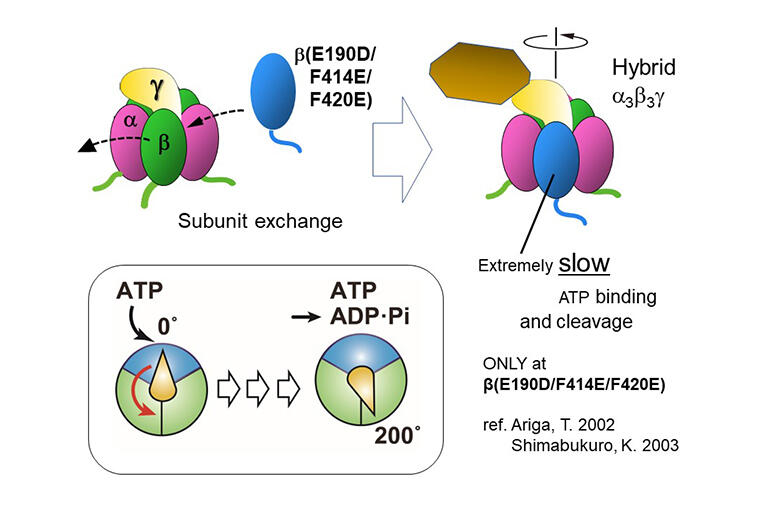 Unwinding the World's Smallest Biological Rotary Motor by Degrees