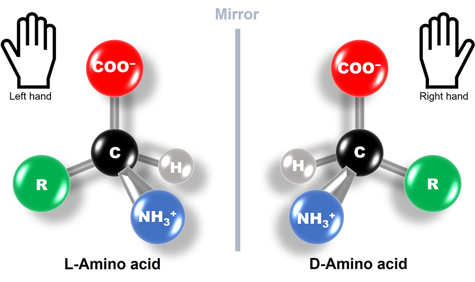 Solving the Mystery of Left-handed Amino Acids in Primordial RNA Reactions