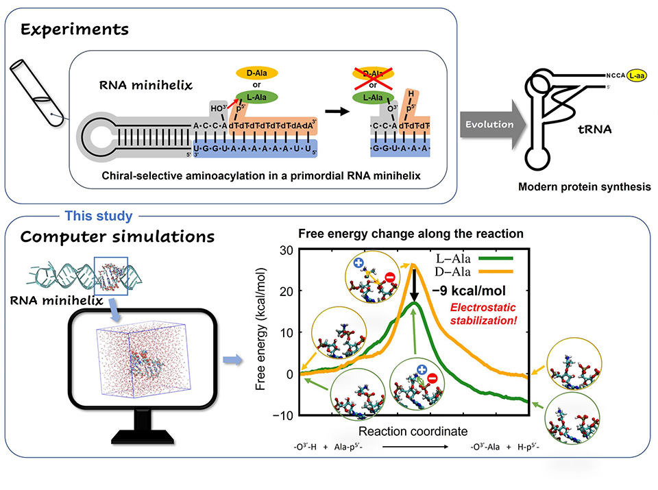 Solving the Mystery of Left-handed Amino Acids in Primordial RNA Reactions