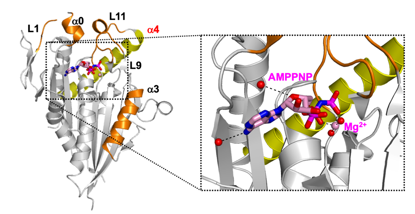 Anticancer Drugs with Fewer Side-effects: Scientists Decode the Crystal Structure of a Key Cell Cycle Protein