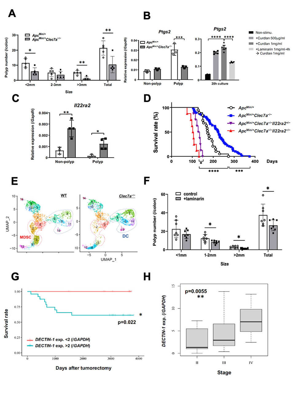 Study Unravels Pathophysiological Role of Dectin-1 in Promoting Colorectal Cancer  