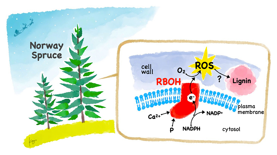 Investigations into Factors Controlling Growth and Lignin Synthesis in Spruce