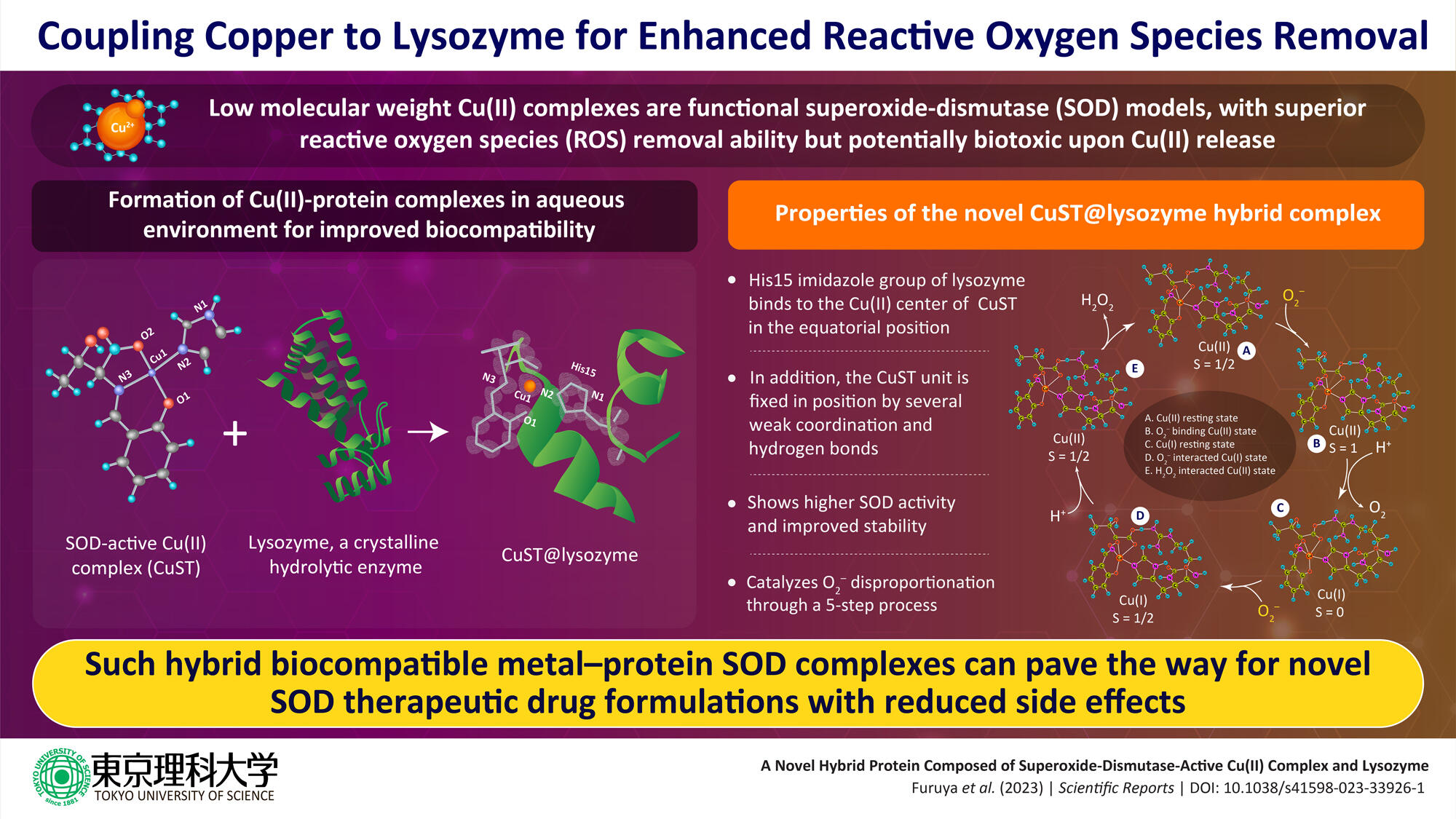 New Study Shows Superior Reactive Oxygen Species Removal Ability of Copper Coupled to Lysozyme