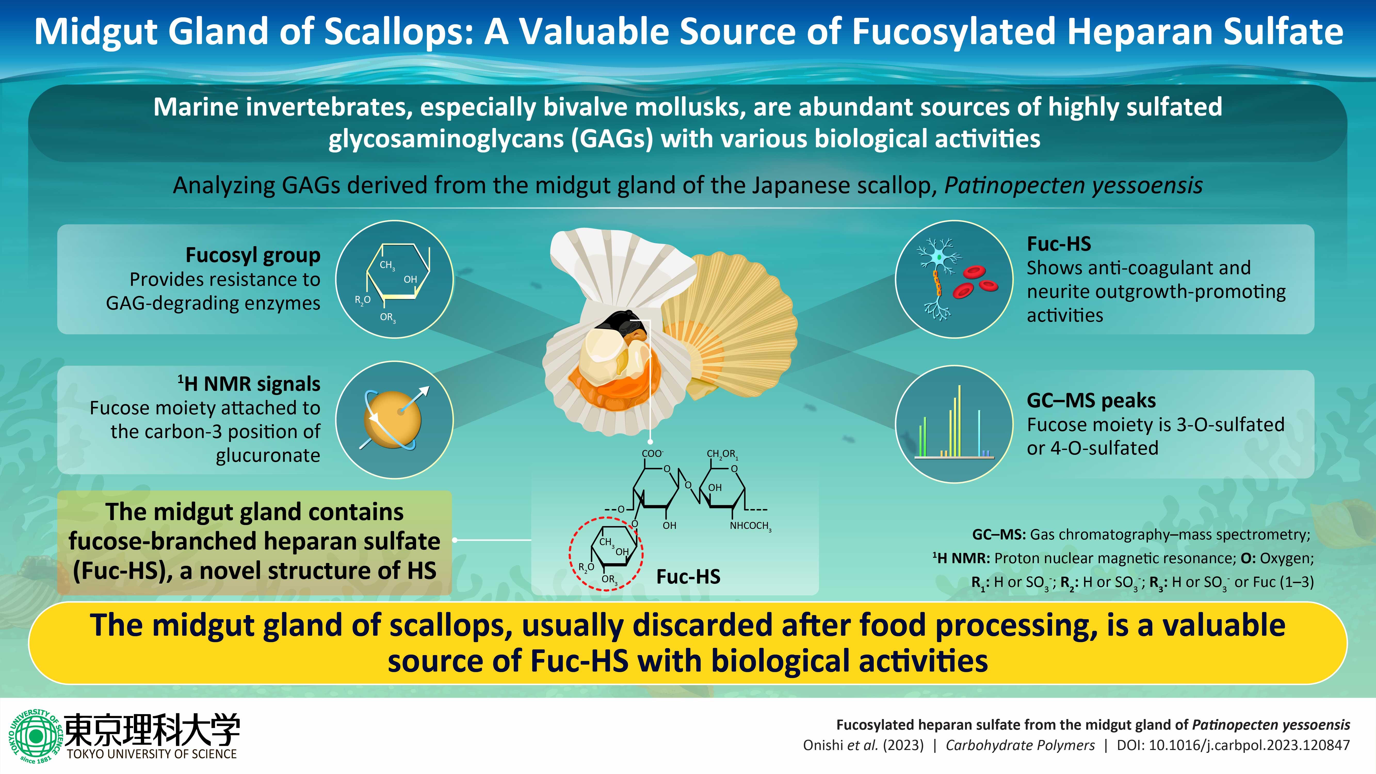 Midgut Gland of Scallops: A Valuable Source of Fucosylated Heparan Sulfate
