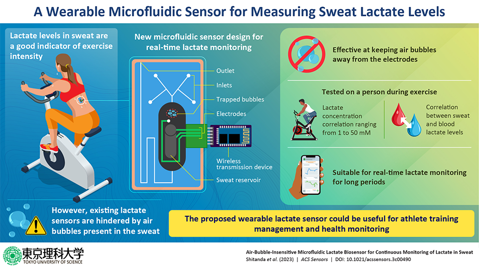 Innovative Wearable Sensor for Measuring Sweat Lactate Levels During Exercise